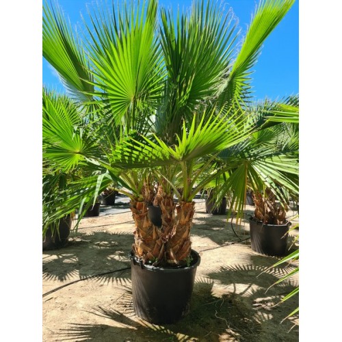 Washingtonia robusta multi troncos CT S (B) -5º/-8º